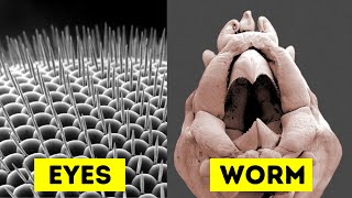 Objects Under Electron Microscope Part 4 [upl. by Llenwahs]