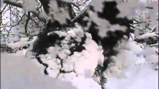 Decorah Eagles Snowed in April 19 2011 Time Lapses [upl. by Khalin]