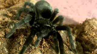 My List of Great Tarantulas for Beginners [upl. by Jung]