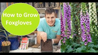 How to grow foxgloves from seed How to plant foxgloves aka Digitalis purpurea in the garden [upl. by Giza]