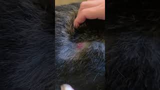 How To treat 5 Skin infection in dogs 🐕 with home remedies [upl. by Lemert666]