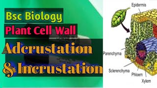 Adcrustation amp Incrustation In Plant Cell Wall Plant Tissue  Bsc Biology  Lectures18 asishsir [upl. by Netsrejk]