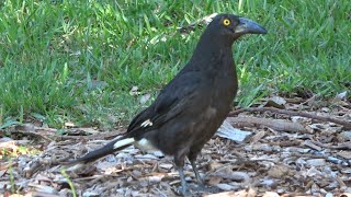 Pied Currawong Birds of Australia [upl. by Kcir]