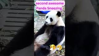 funny animal🤣funniest Panda Sneezing compilationsshortvideo [upl. by Atiram]