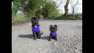 A whole load of Affenpinscher Puppy FUN [upl. by Lizned]