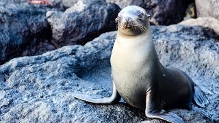 Galapagos Legend Cruise  Rainforest Cruises [upl. by Botti]