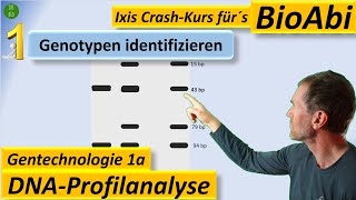 Gentechnik 1 DNAProfilanalyse  GenotypBestimmung PCR Restriktionsenzym Gelelektrophorese [upl. by Eniarol]