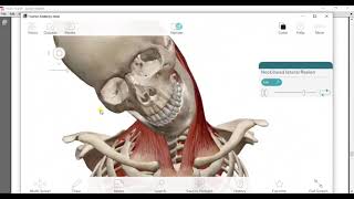 Suprahyoid amp infrahyoid muscles amp muscles of back of neck amp joints of atlas drmohamed gebba [upl. by Haland478]