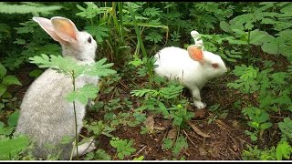 Rabbit Farming Techniques by ANR Rabbit Farms  Video by V6 News [upl. by Erinna]