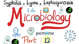 Microbiology  Spirochetes Syphilis TORCH Leptospira Borrelia Lyme disease  Picmonic  Part 12 [upl. by Ebneter439]