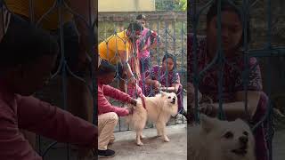 aggressiveness 😡 vaccinationday spitz doglover pet viral 1millionviews ytshortsindia views [upl. by Inkster150]