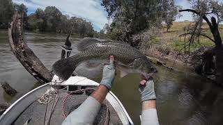 60km Murrumbidgee River Drift chasing Murray Cod [upl. by Carolynn398]