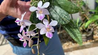 How I care for my Phalaenopsis lindenii [upl. by Asirehc]