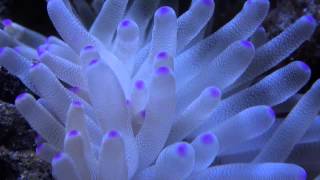 Condylactis gigantea Gigant sea anemone [upl. by Itsym]