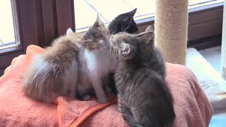 14 Kittens  Licking and Grooming Each Other [upl. by Fisk555]