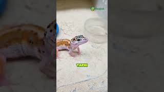 Gecko boleh makan kecoa ga sih Yuk kita bahas 🦎🪳gecko geckomakan geckomakankecoa [upl. by Eledoya]