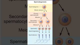 Gametogenesis  Spermatogenesis  Oogenesis [upl. by Erdnassak]