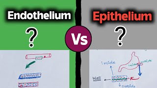 Epithelium vs Endothelium 😇 [upl. by Doro437]