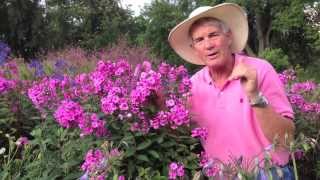 Dr A on Phlox paniculata [upl. by Ecirtnahs746]