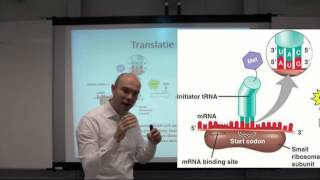 Translatie of eiwitsynthese [upl. by Aihsenrad]