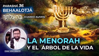 LA MENORAH y el Árbol de la VIDA  36 Parashat BAHAALOTJA Cuando eleves [upl. by Esidnak387]