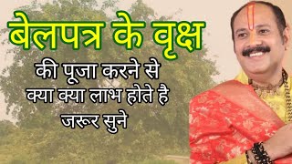 बेलपत्र के वृक्ष की पूजा करने से क्या लाभ है जरूर सुने  pradeepmishra viral like [upl. by Floris850]