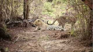 MalaMala  Leopards mating [upl. by Nosdivad]