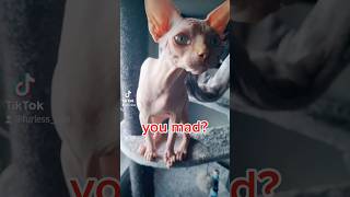 Sphynx Cat Hilariously Argues with Dad 🐱😂 [upl. by Zsuedat657]