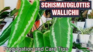 Schismatoglottis Wallichii Plant Propagation and Care TipsGee Channel [upl. by Evadne]