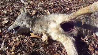 Coyote Baiting Tips and Kill Shot [upl. by Ronnholm]