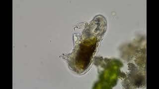 Tardigrade walking around under a microscope [upl. by Riggins483]