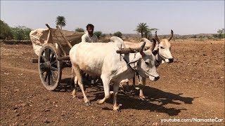 Bullock CartRacing 4000 BC  Reallife review [upl. by Kciv]