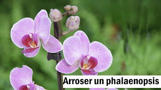 Phalaenopsis  le bon arrosage [upl. by Shirlee]