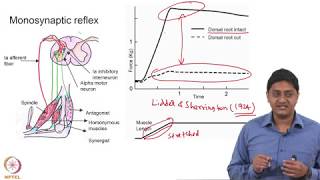 Monosynaptic Reflexes  Part 3 [upl. by Ylil]