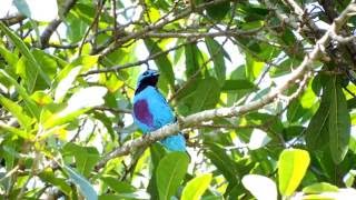 Turquoise Cotinga  Cotinga ridgwayi [upl. by Adnoek]