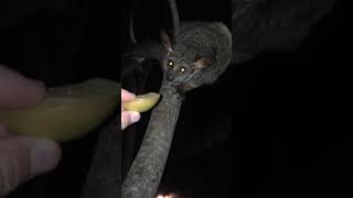 How adorable is this thick tailed Bushbaby [upl. by Nodnahs983]