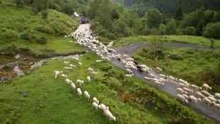 Transhumance Campan Tourmalet 2014 [upl. by Sumerlin]