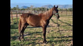 Odessa Diego  his first time being worked in the round yard [upl. by Aduh800]