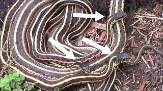 Garter Snake Mating Ball  One Female and Three Males [upl. by Ylecic689]