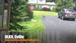 15 Year Old Boglen Terrier quotPoseyquot BeforeAfter Video  Charlottesville Dog Training [upl. by Sorazal849]