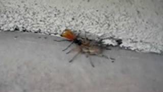 Tarantula Hawk Wasp vs Wolf Spider [upl. by Ayotan]