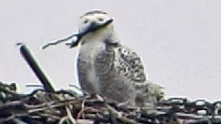 Snowy Owl Inspecting Osprey Nest  January 9 2016 [upl. by Lonyer506]