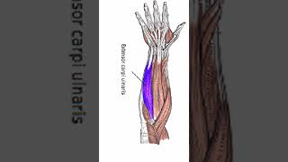 Anatomy Extensor Carpi Ulnaris shorts [upl. by Sixela]