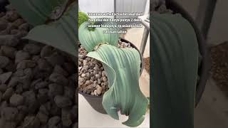 WELWITSCHIA MIRABILIS [upl. by Cutcliffe]