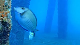 Pompano Beach Underwater Pier Cam [upl. by Bronder]