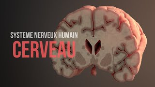 Comment fonctionne le cerveau Système nerveux humain Animation [upl. by Deckert]