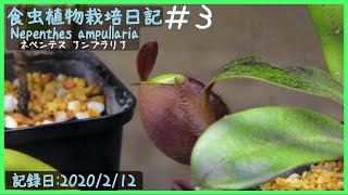 食虫植物栽培日記 Nepenthes ampullaria＃3《ネペンテス》 [upl. by Yeltsew]