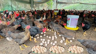 FULL VIDEO 130 days of raising chickens collecting eggs and selling chickens [upl. by Aivil451]