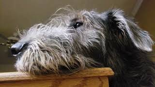 6 week old Irish Wolfhound puppies having fun [upl. by Cedell]