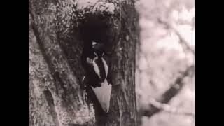 Every IvoryBilled Woodpecker Call Videos I Could Find On YouTube [upl. by Raseda17]